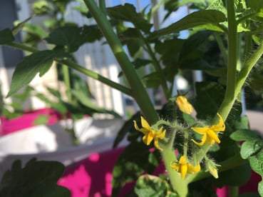 Cherry Tomato Blooms starting in Container Garden