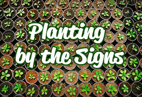 Learning How to Plant by the Signs 